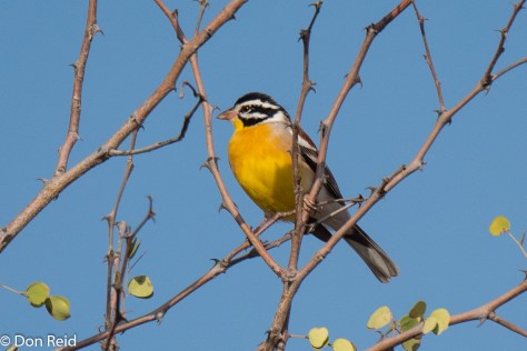 Golden-breasted Bunting (Rooirugstreepkoppie)