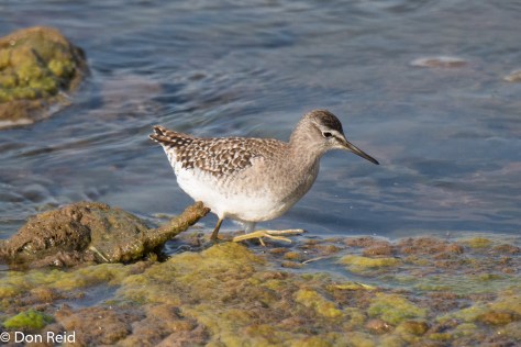 Wood Sandpiper (Bosruiter) Balule bridge