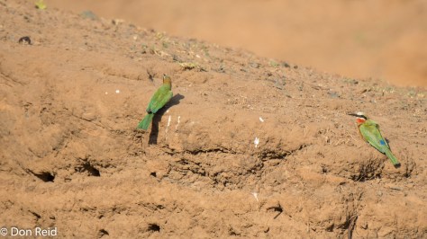 White-fronted Bee-eaters (Rooikeelbyvreter) at nesting burrows which are typically 1m deep
