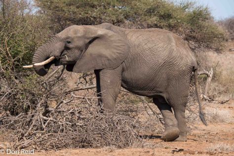 Elephant looking for edible foliage amongst the dry scrub