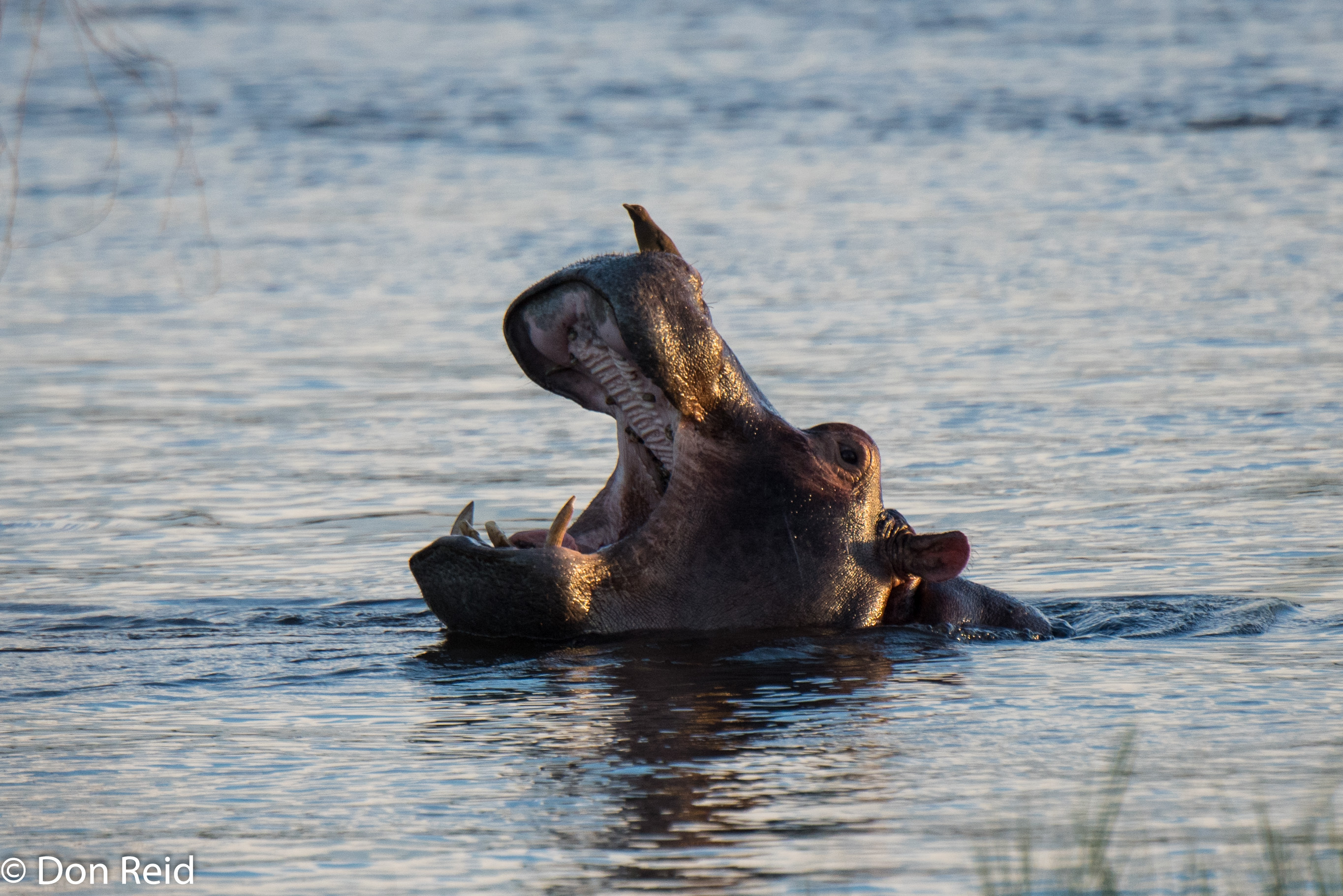 Hippo, Zambezi Cruise