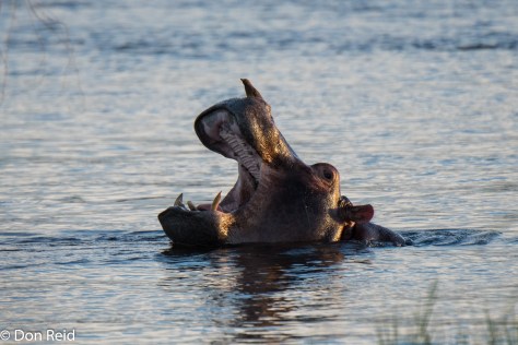 Hippo, Zambezi Cruise