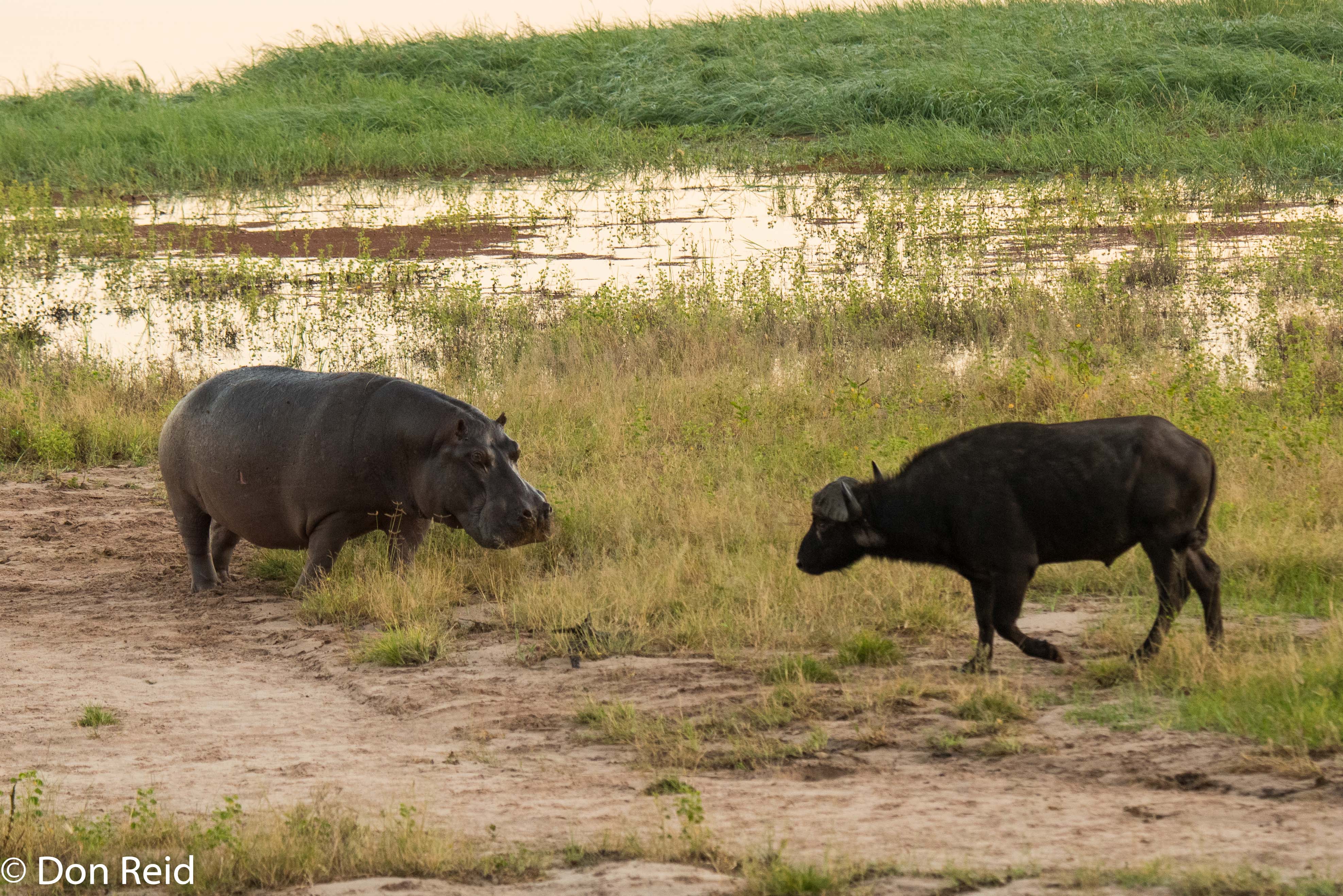 Hippo meets Buffalo, Chobe game drive
