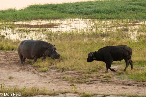 Hippo meets Buffalo, Chobe game drive