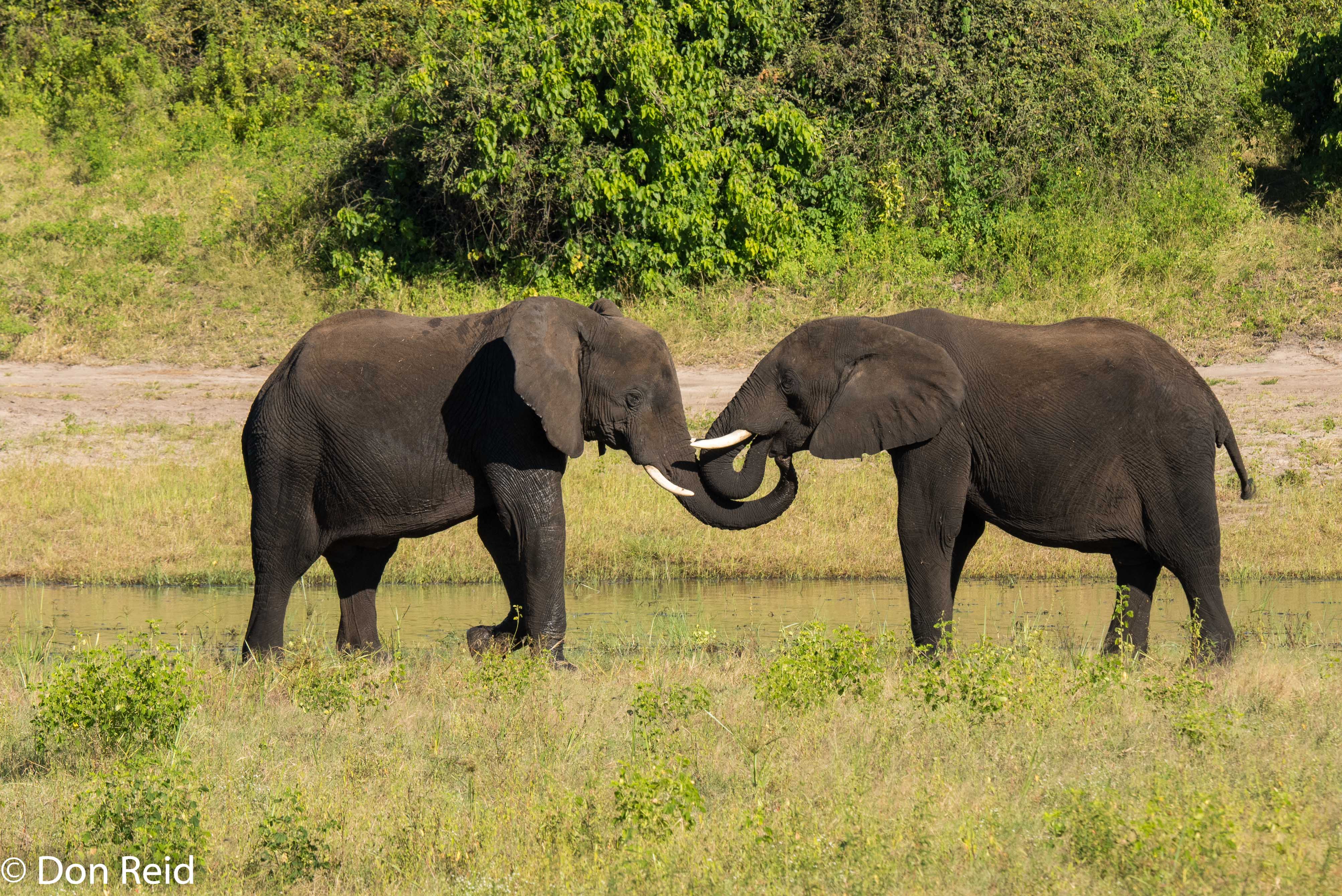 African Elephant, Game cruise Chobe