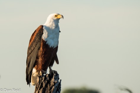 African Fish-Eagle, Game cruise Chobe