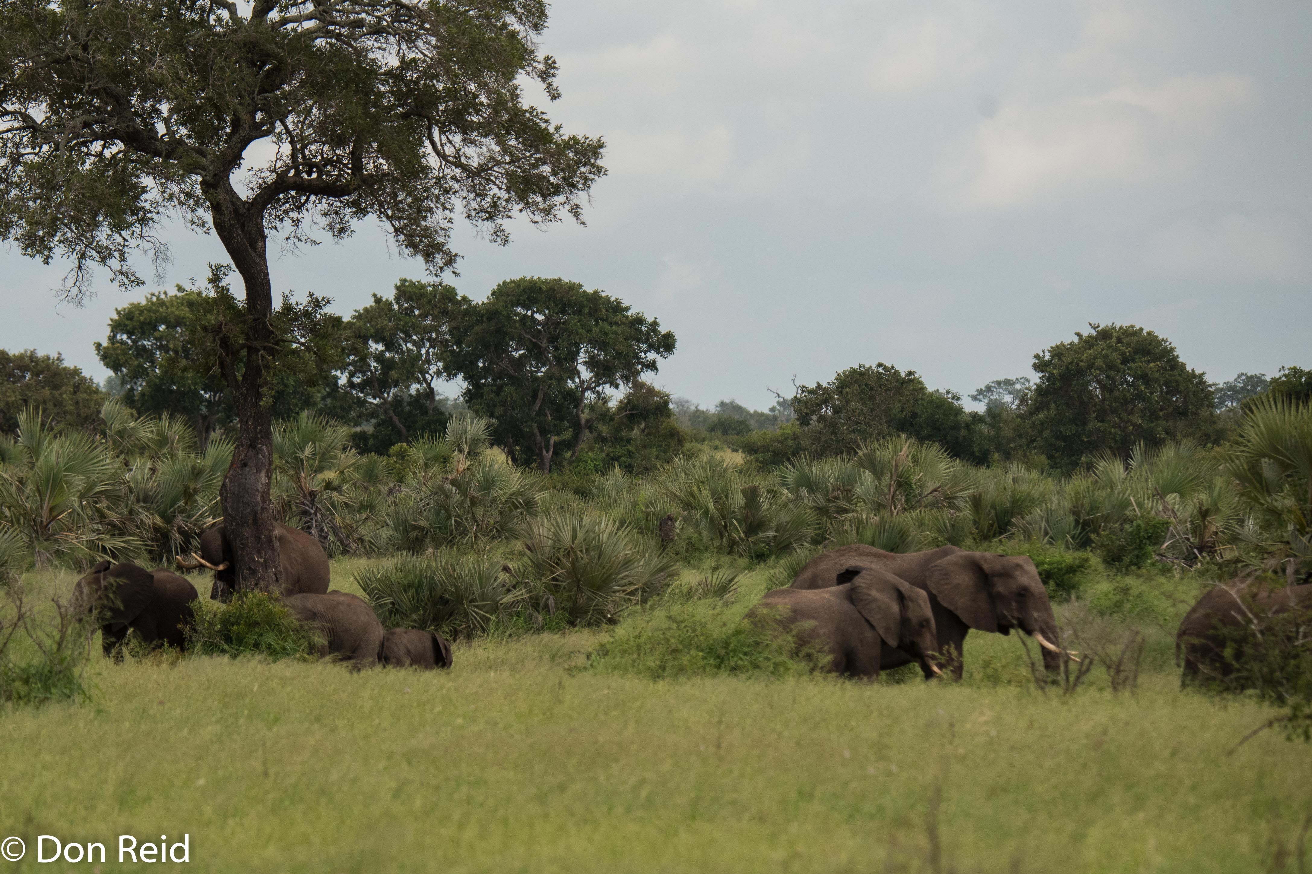 Elephant, Satara-Lower Sabie