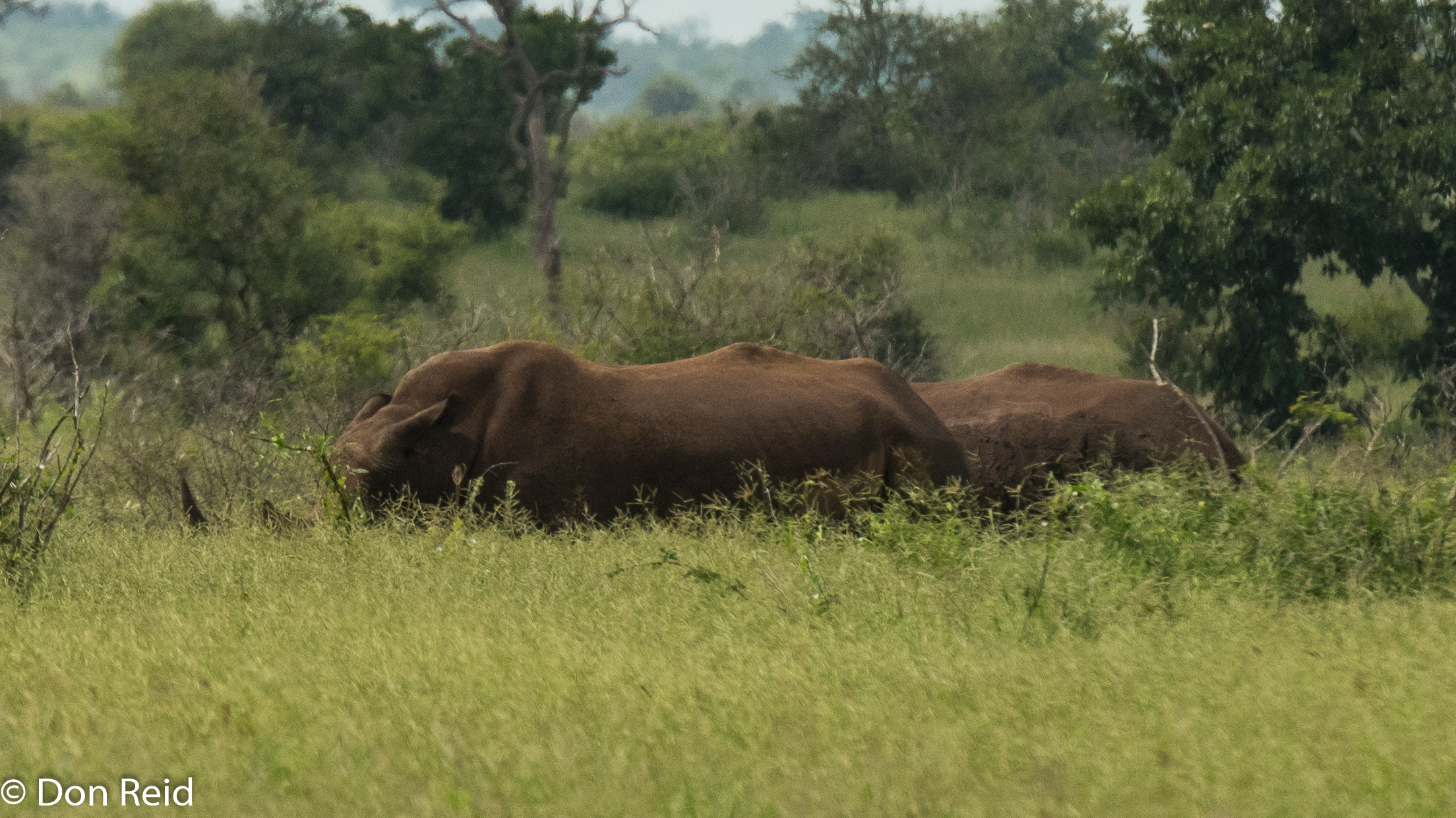 White Rhino, Satara-Lower Sabie
