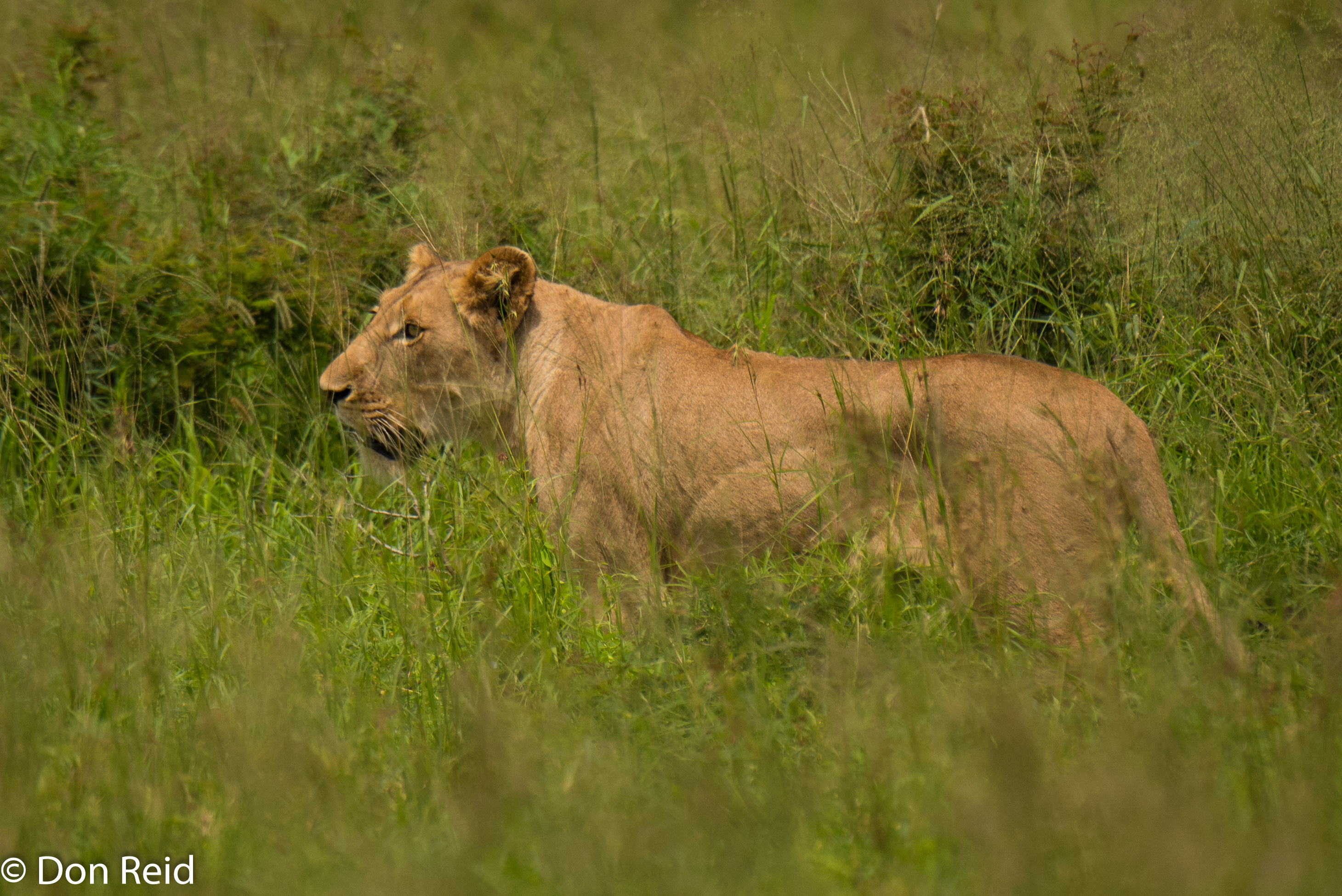 Lionesses, Satara-Lower Sabie