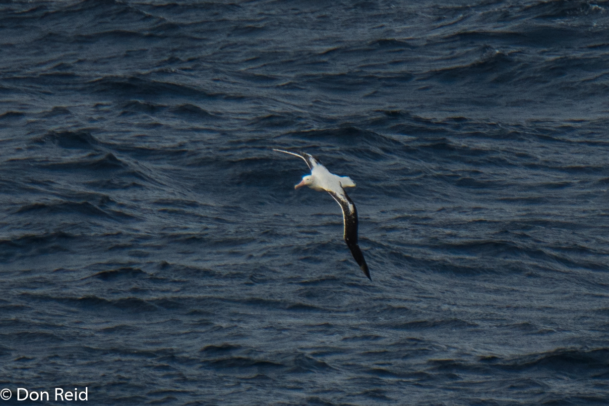 Wandering Albatross, Flock at Sea Cruise