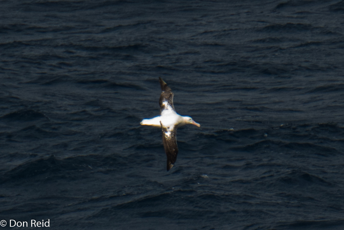Wandering Albatross, Flock at Sea Cruise
