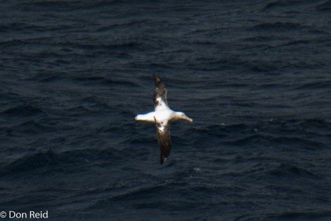 Wandering Albatross, Flock at Sea Cruise