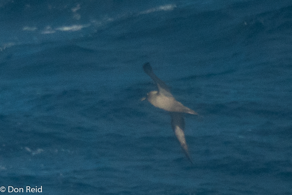 Sooty Albatross, Flock at Sea Cruise
