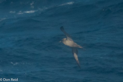 Sooty Albatross, Flock at Sea Cruise