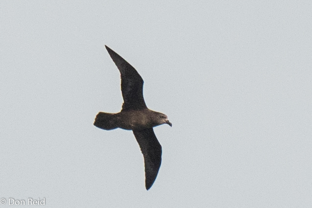 Great-winged Petrel, Flock at Sea Cruise