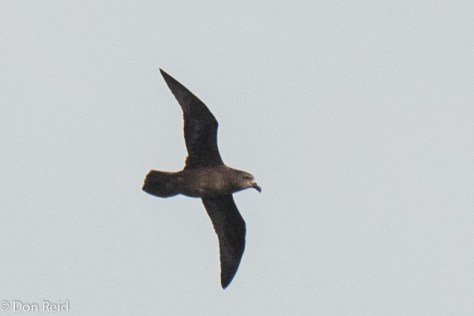 Great-winged Petrel, Flock at Sea Cruise