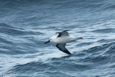 Indian Yellow-nosed Albatross, Flock at Sea Cruise