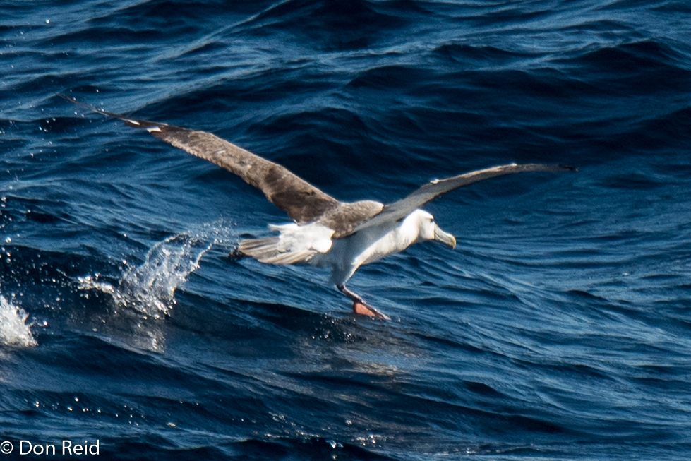 Shy Albatross, Flock at Sea Cruise
