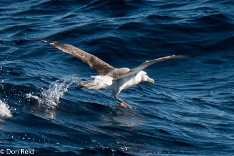 Shy Albatross, Flock at Sea Cruise