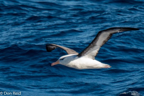 Black-browed Albatross, Flock at Sea Cruise
