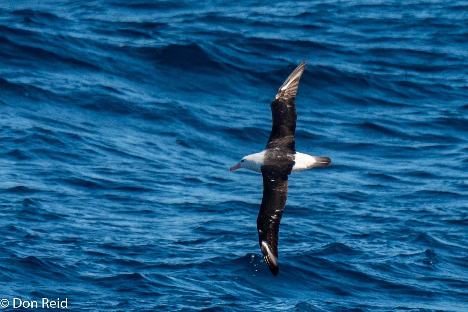 Black-browed Albatross, Flock at Sea Cruise