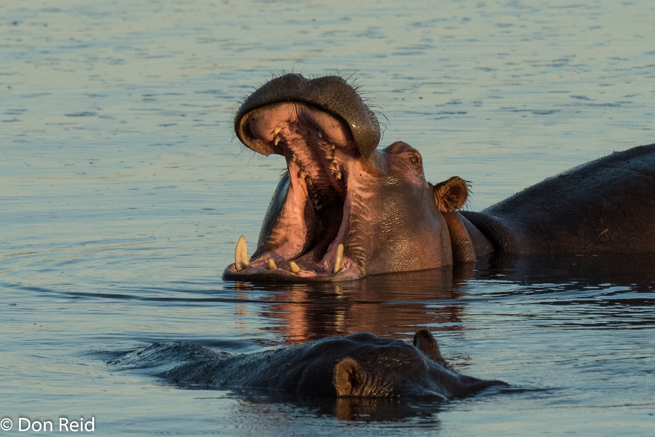 Hippo, Chobe game drive