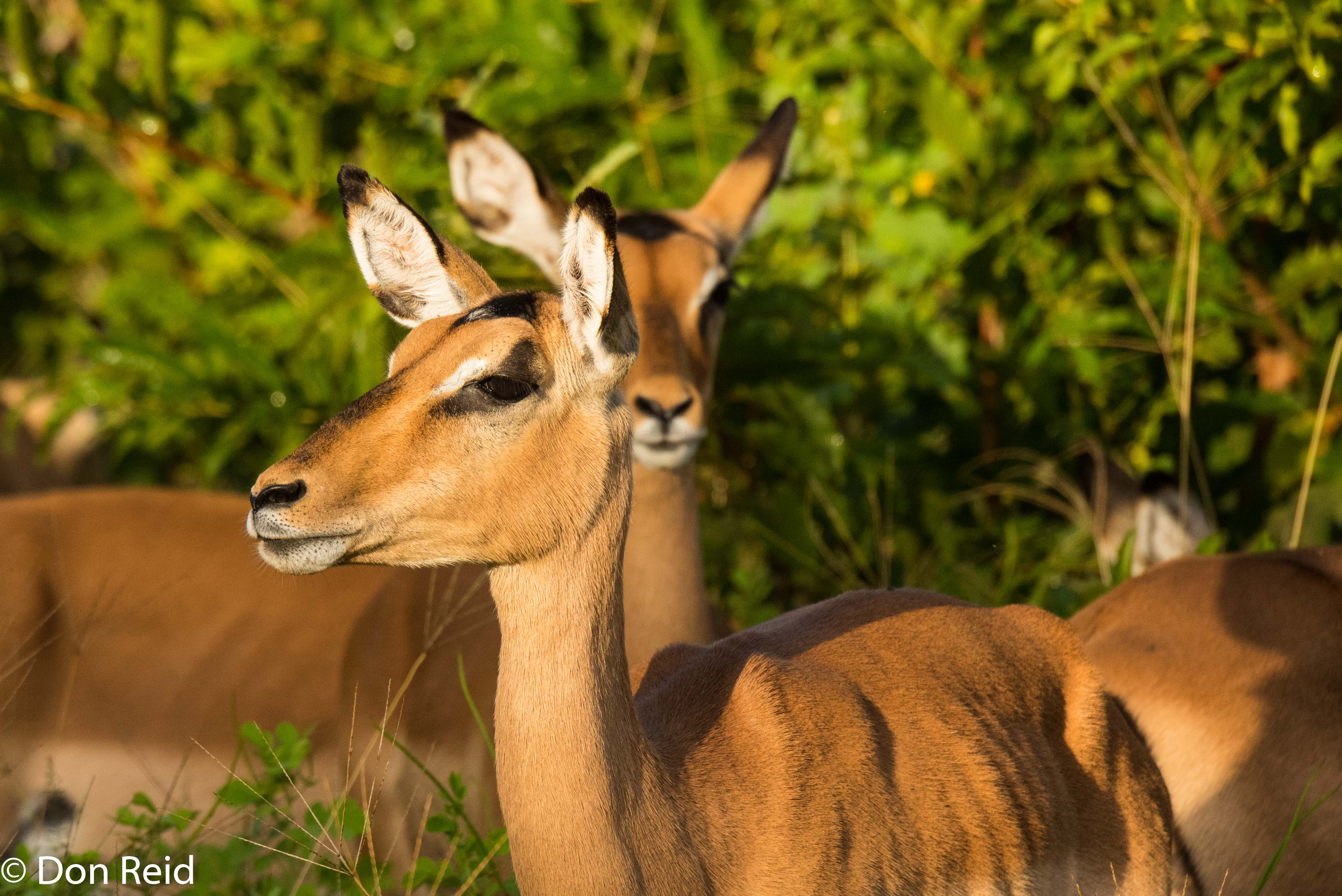 Impala, Chobe game drive