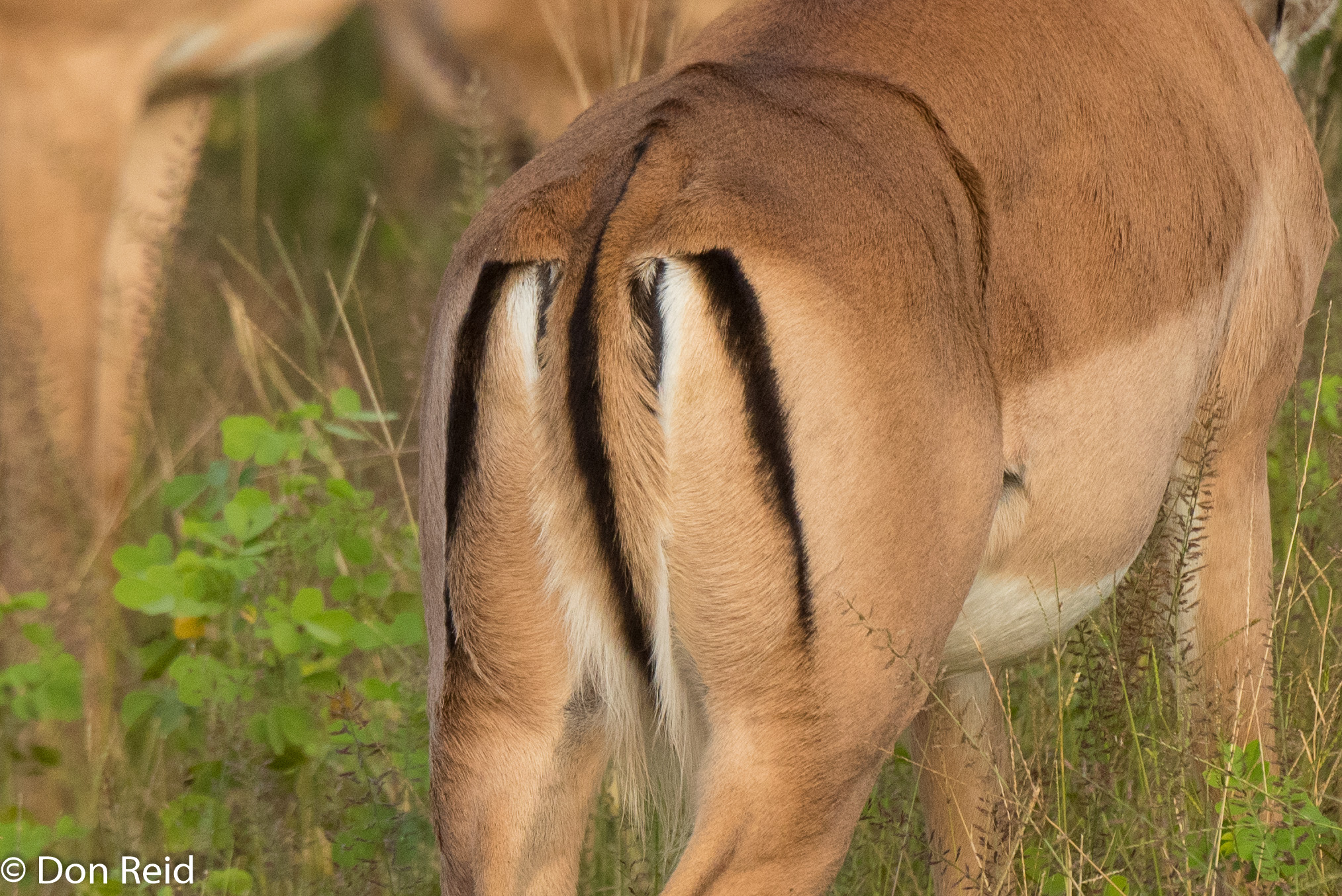 Impala, Chobe game drive