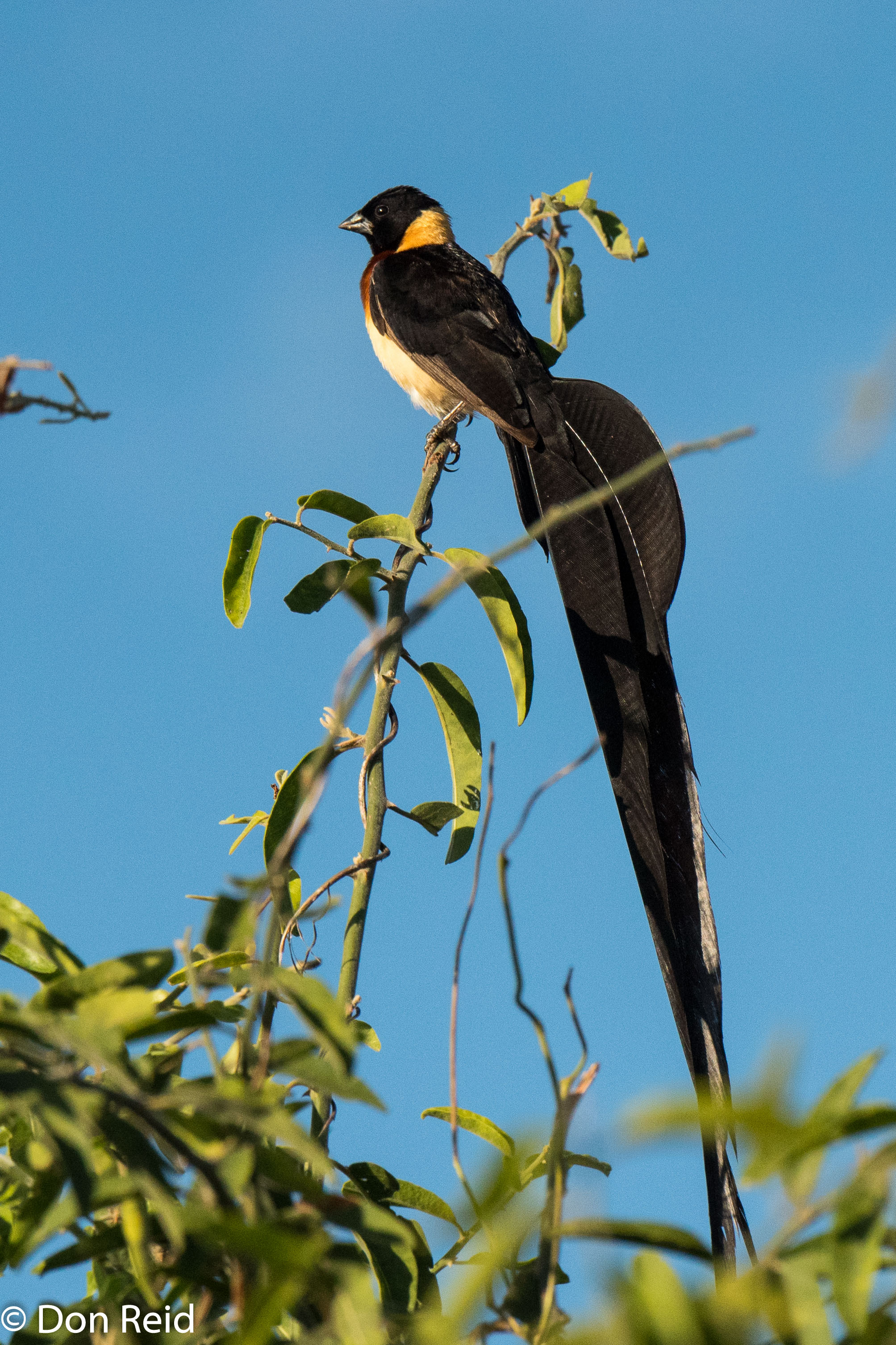 Long-tailed Paradise-Whydah, Chobe game drive