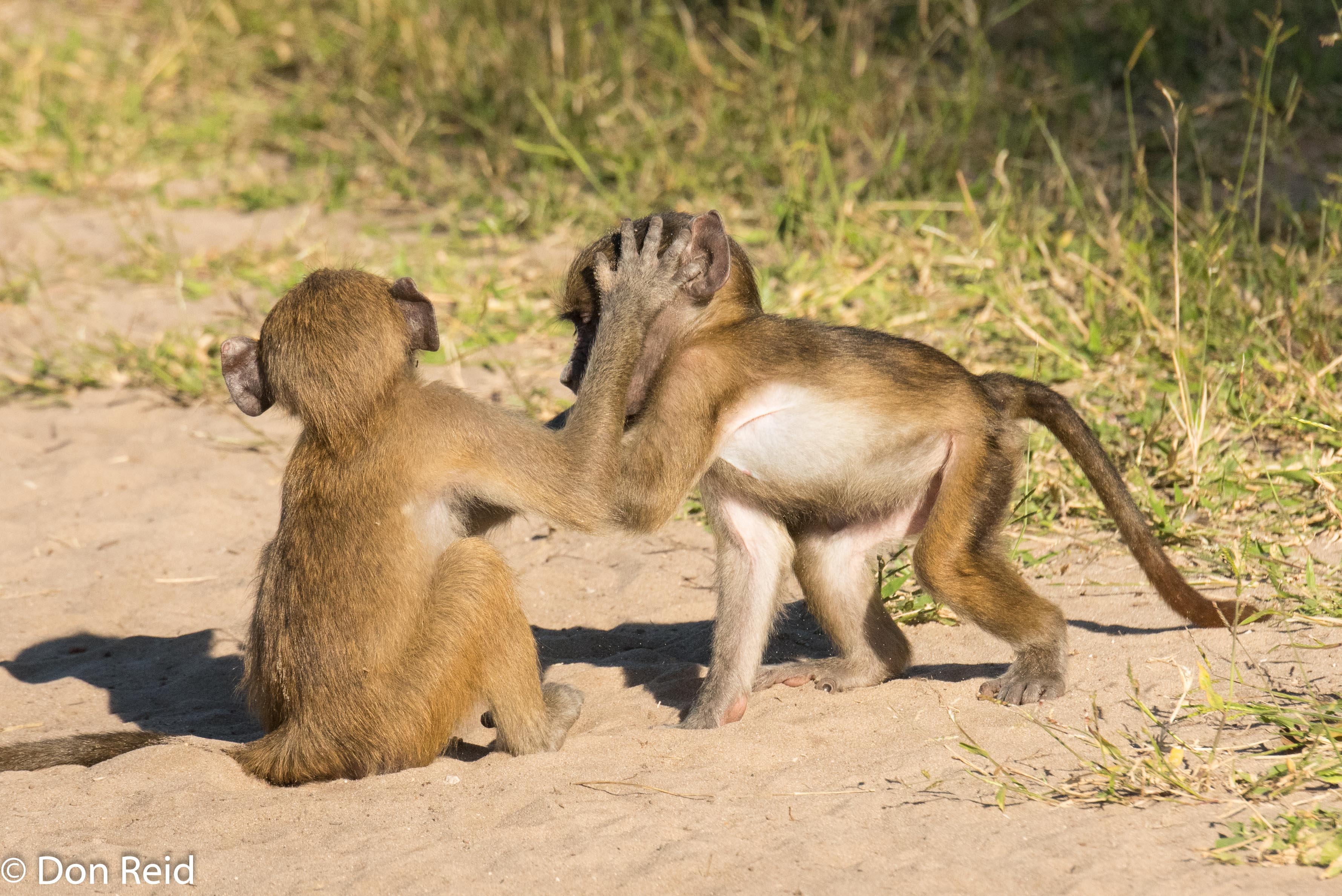 Chacma Baboon (Juvenile), Chobe game drive