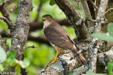 Little Sparrowhawk (Juvenile), Chobe Safari Lodge