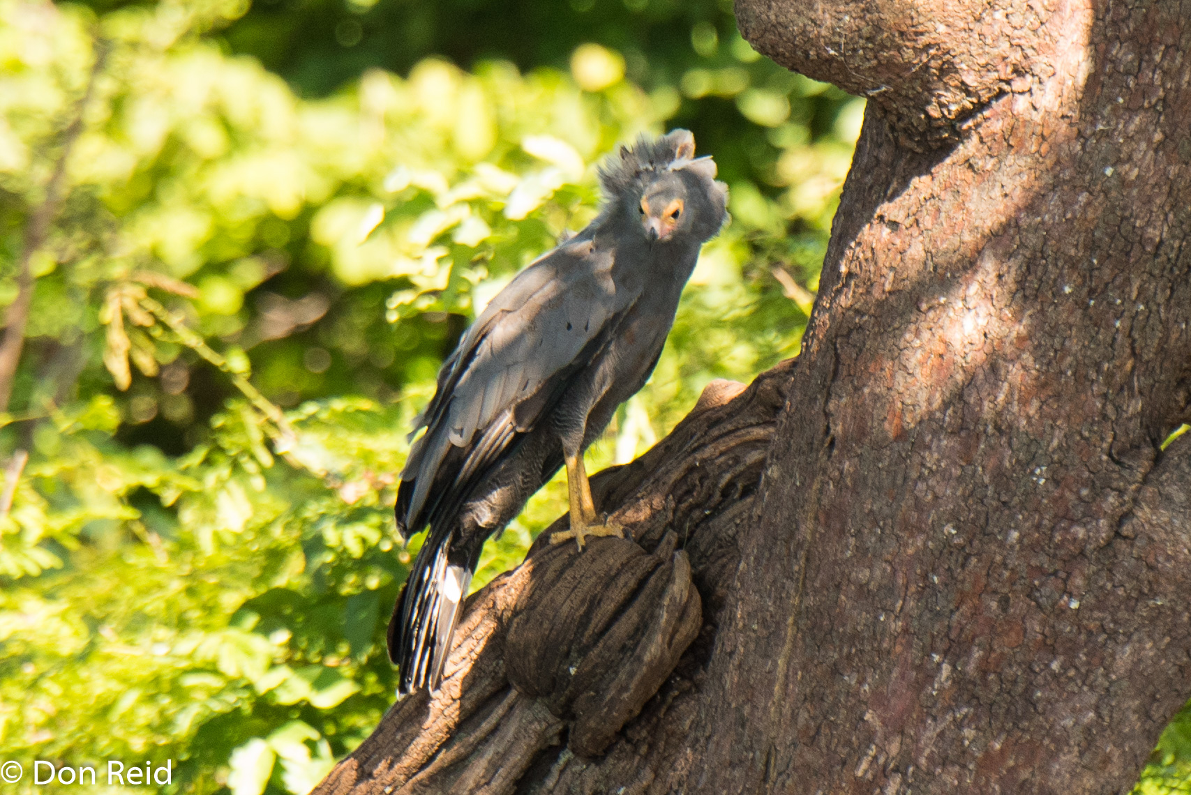 African Harrier-Hawk, Game cruise Chobe
