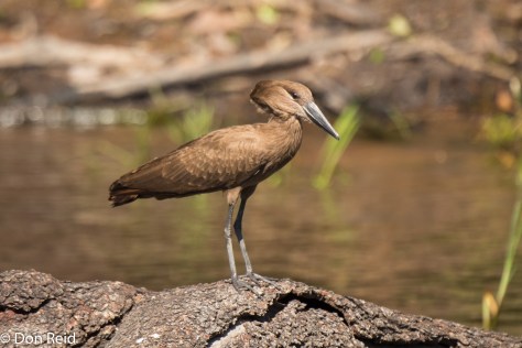 Hamerkop, Game cruise Chobe