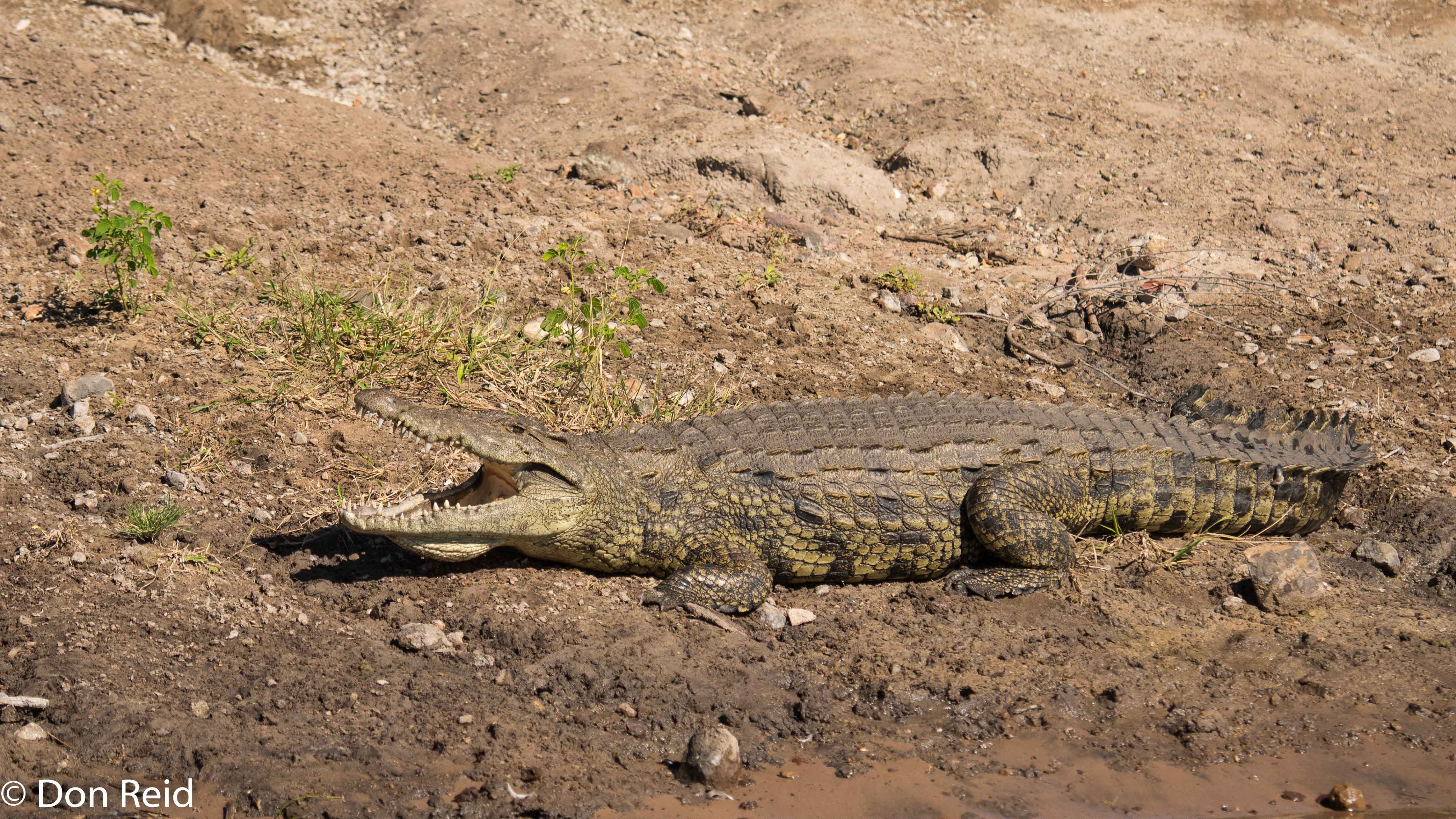 Crocodile, Game cruise Chobe