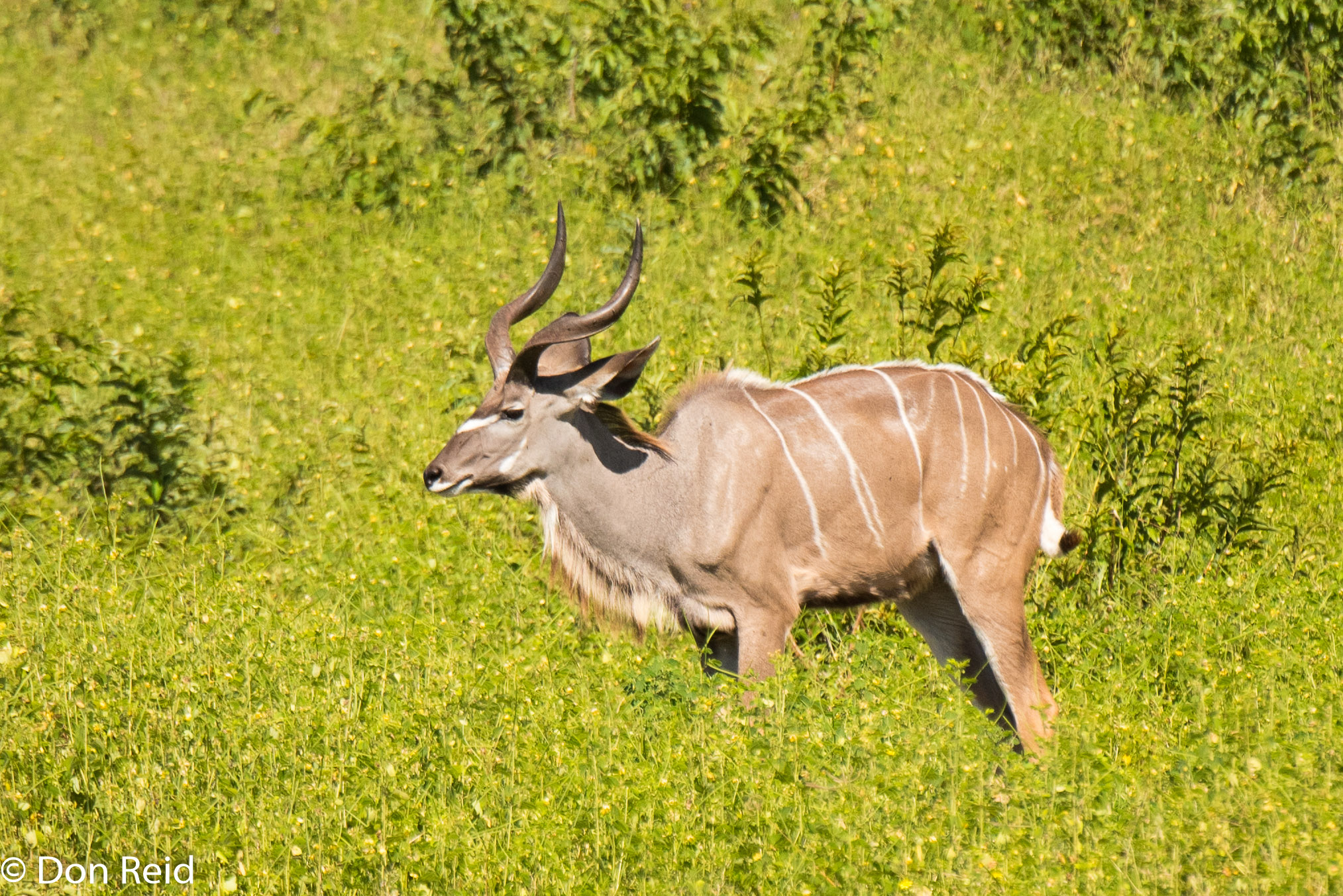 Kudu, Game cruise Chobe