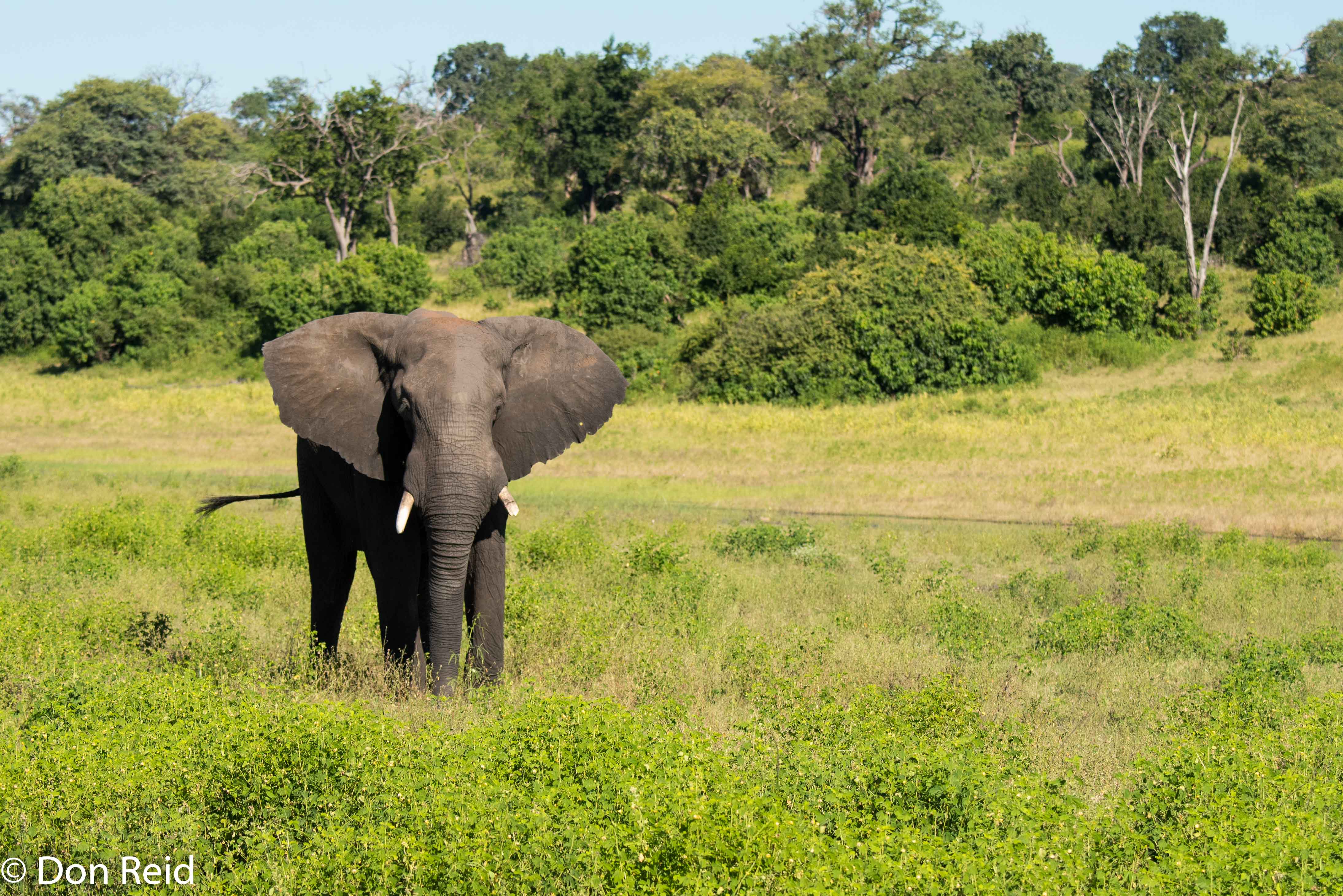 African Elephant, Game cruise Chobe
