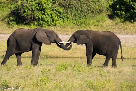 African Elephant, Game cruise Chobe