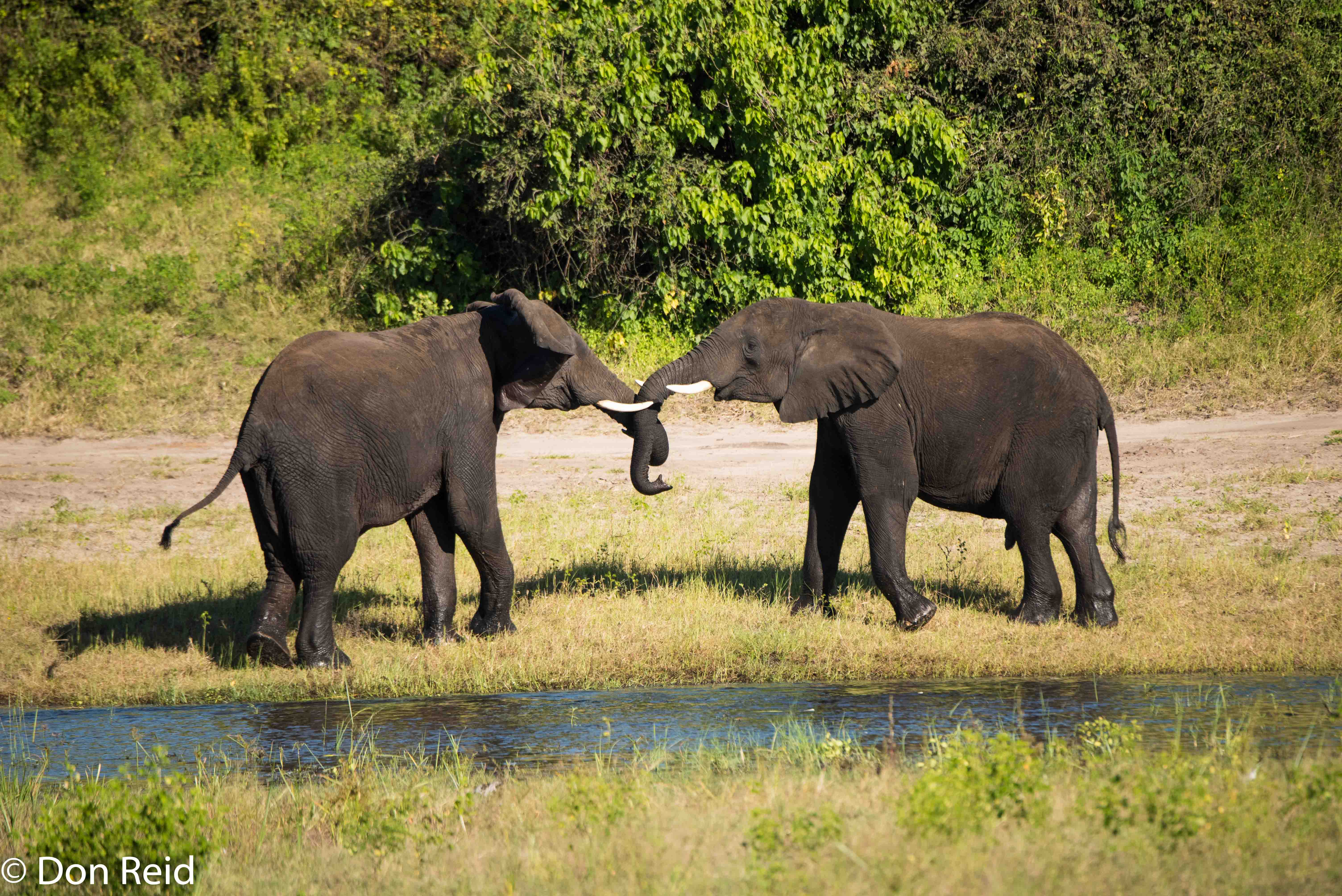 African Elephant, Game cruise Chobe