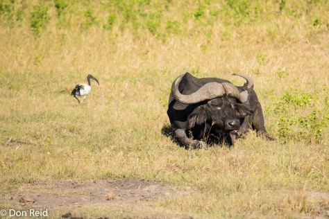 Buffalo, Game cruise Chobe