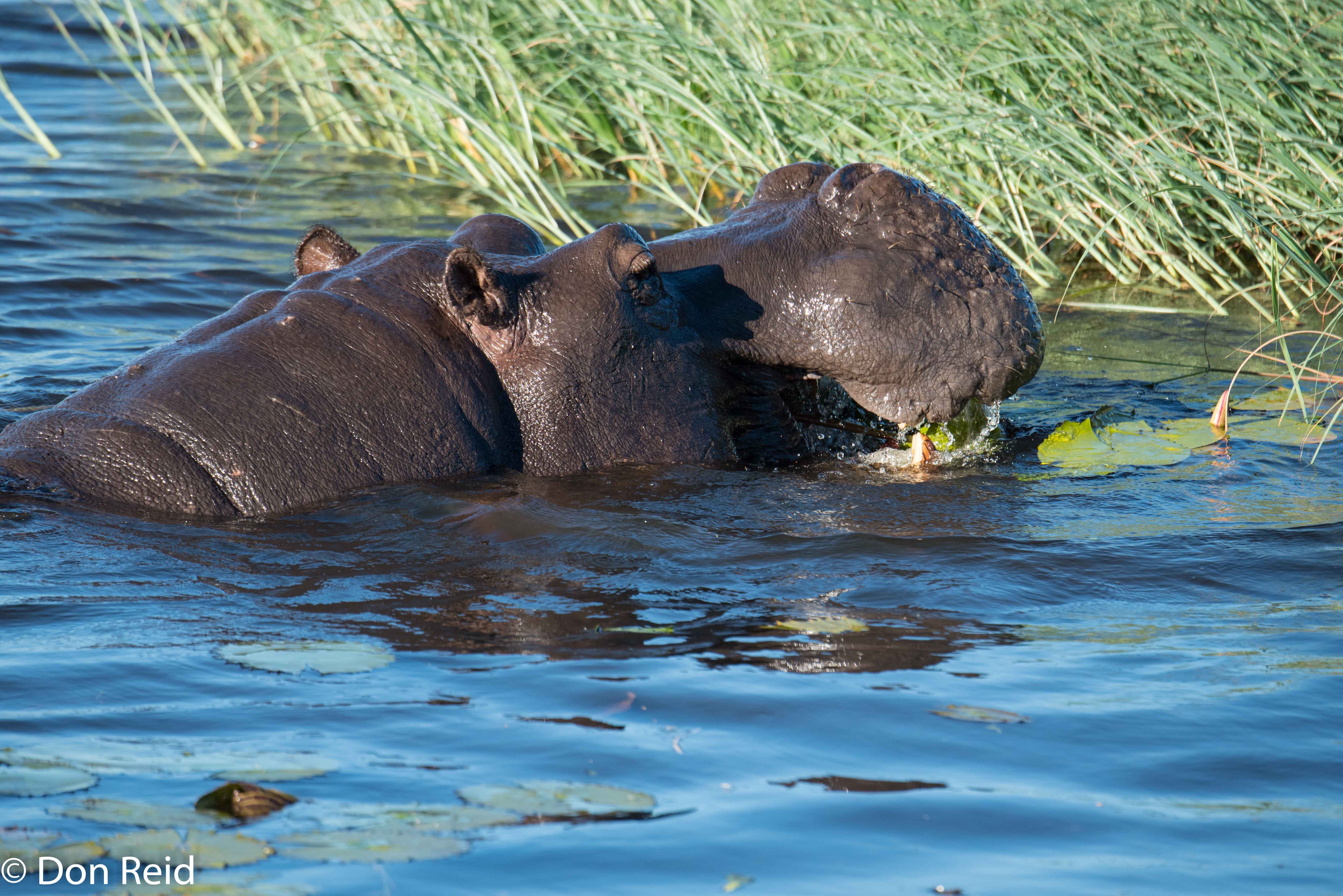 Hippo, Game cruise Chobe