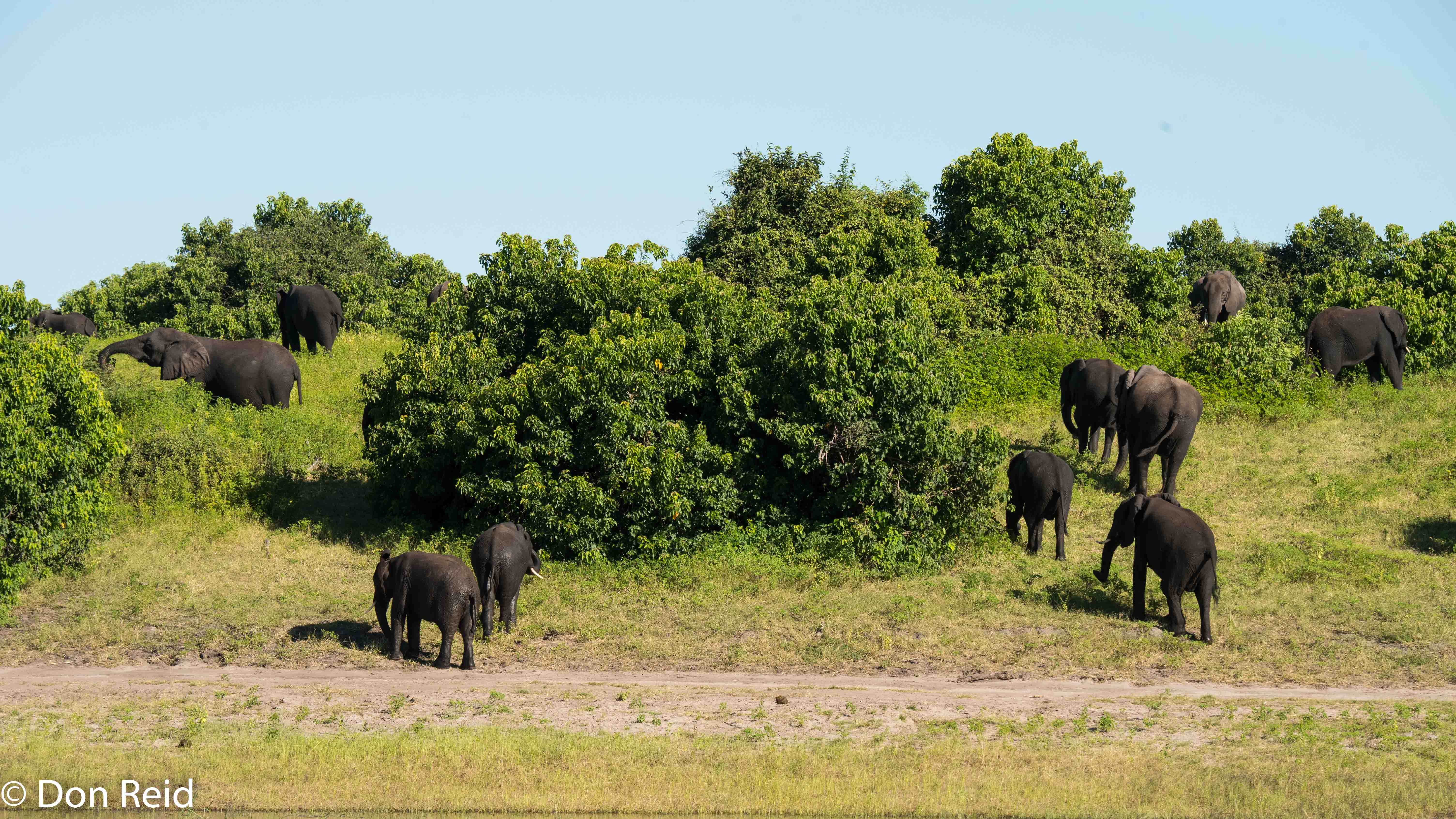 African Elephant, Game cruise Chobe