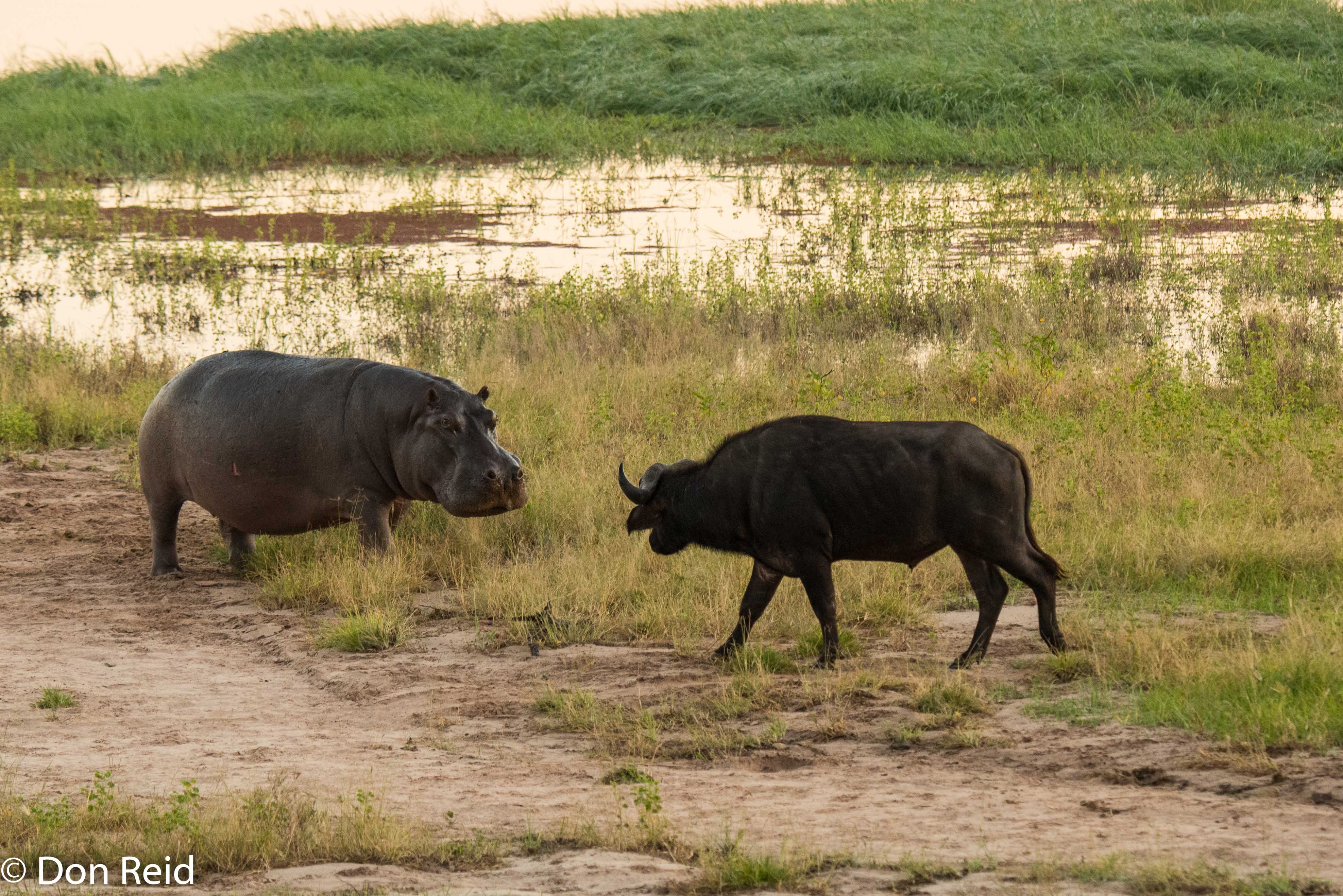 Hippo meets Buffalo, Chobe game drive