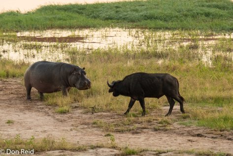 Hippo meets Buffalo, Chobe game drive