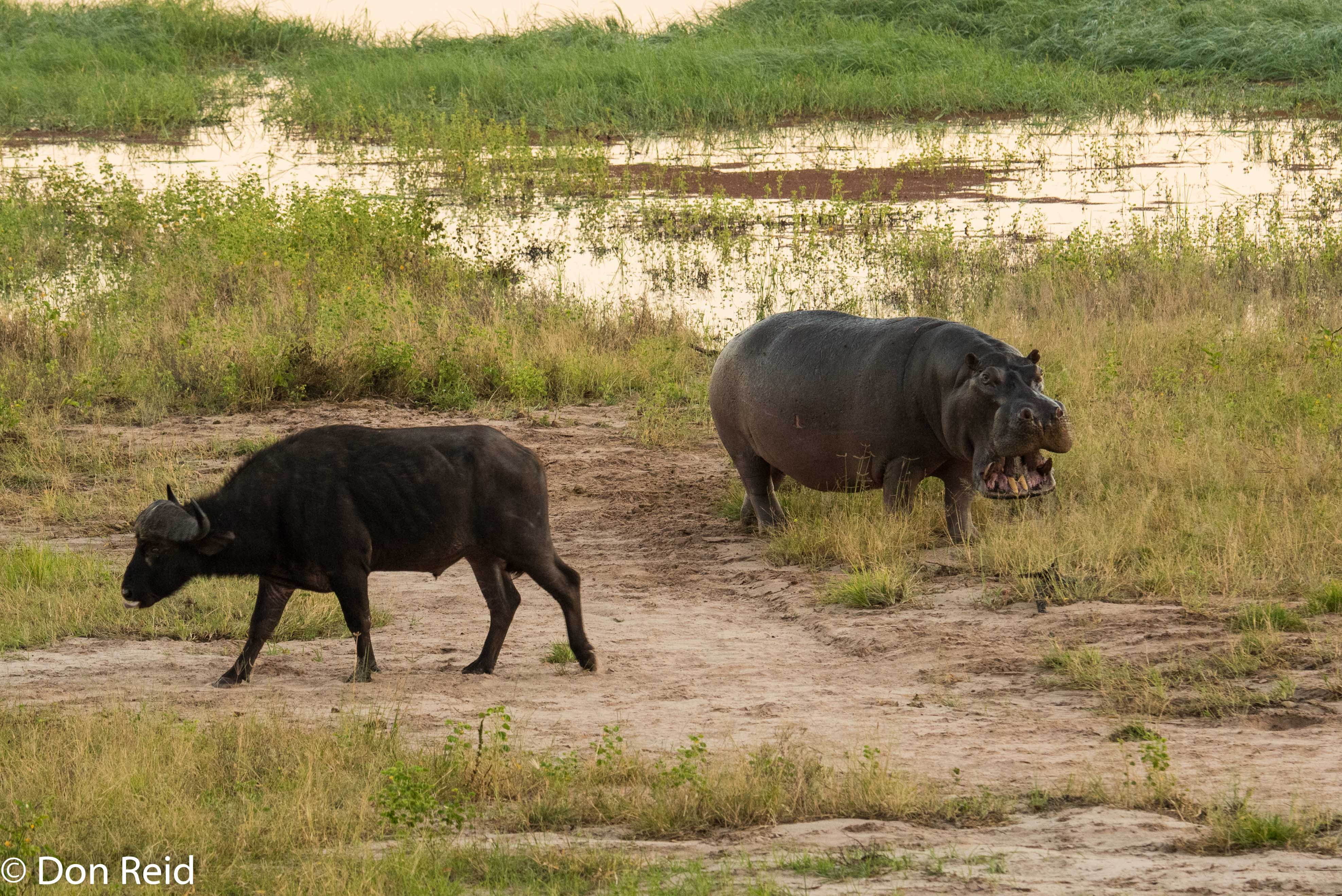 Hippo meets Buffalo, Chobe game drive