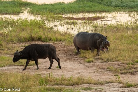 Hippo meets Buffalo, Chobe game drive