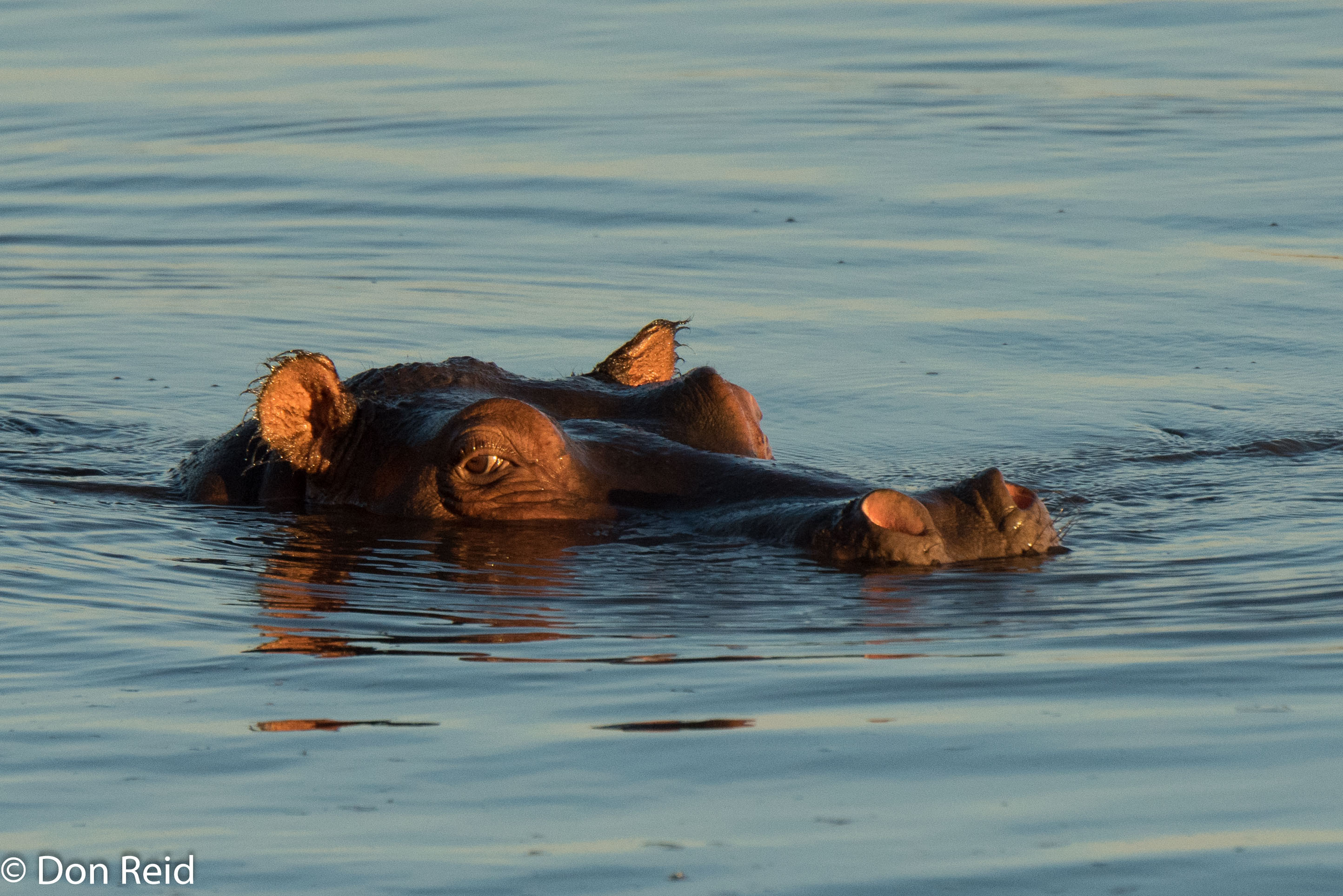 Hippo, Chobe game drive