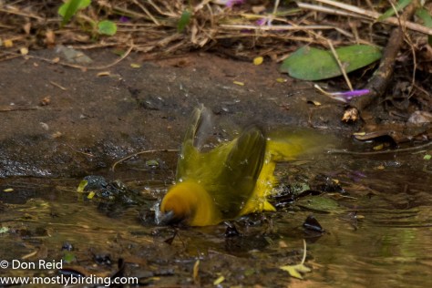 Spectacled Weaver, Pigeon Valley Durban