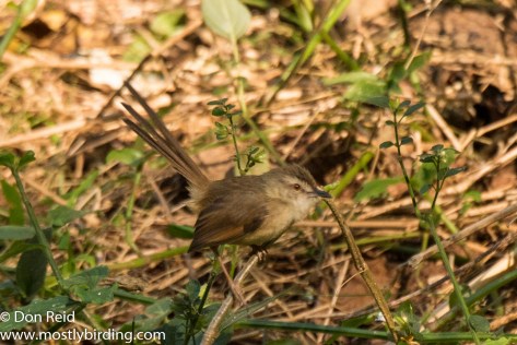 Tawny-flanked Prinia, Pigeon Valley Durban