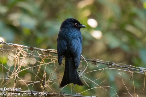 Fork-tailed Drongo, Pigeon Valley Durban