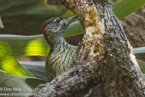 Golden-tailed Woodpecker, Pigeon Valley Durban